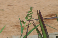 Echinochloa colonum